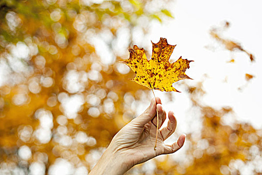 手,拿着,秋天,色彩,枫叶