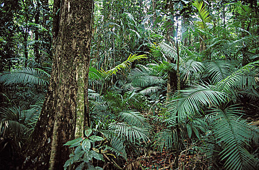 热带森林,茂盛,植被,澳大利亚