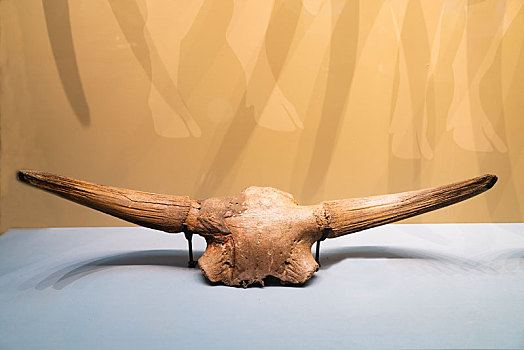 东北野牛典型亚种部分头骨及两角标本