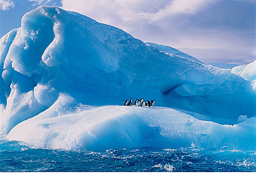 幼小,阿德利企鹅,布朗布拉夫,南极