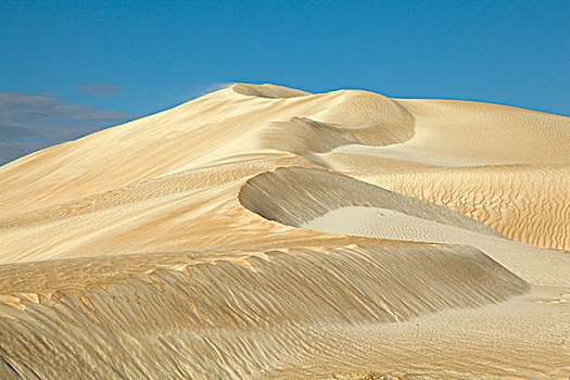 沙丘,风,仙人掌,海滩,南澳大利亚州,澳大利亚