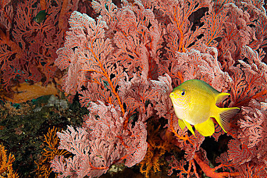 黄背宽刻齿雀鲷,软珊瑚,巴厘岛,印度尼西亚