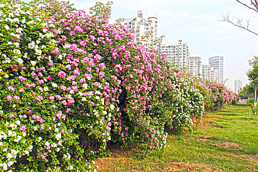 秦皇岛,建筑,城市,大楼,道路,绿化,发展,花墙,蔷薇花,春天,27