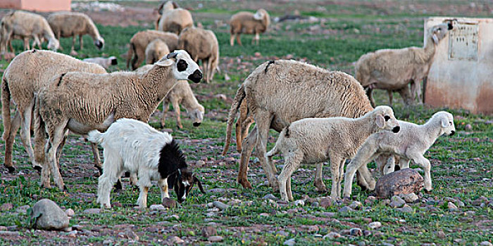 羊群,放牧,地点,摩洛哥