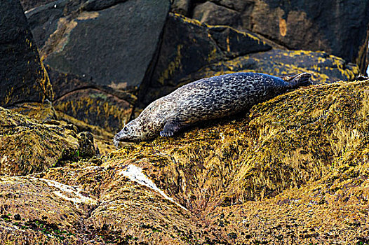 海豹,韦斯特阿伦,挪威,欧洲