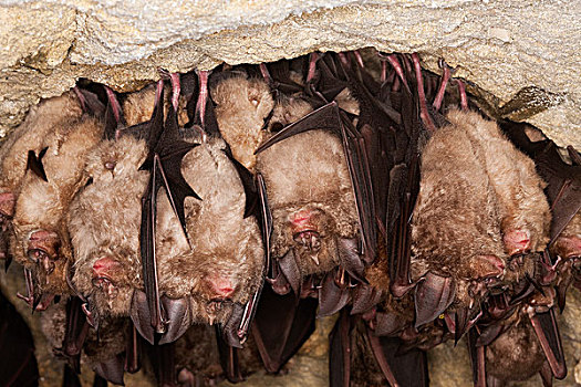 马蹄蝙蝠,生物群,冬眠,洞穴,诺曼底,法国