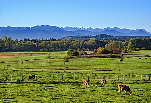 母牛,放牧,草地,靠近,楚格峰,高山,山麓,上巴伐利亚,巴伐利亚,德国,欧洲