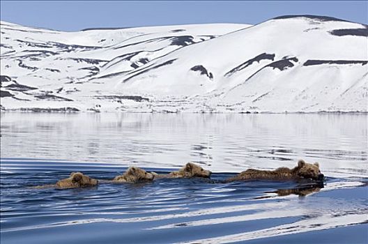 棕熊,母兽,三个,幼兽,游泳,堪察加半岛,俄罗斯