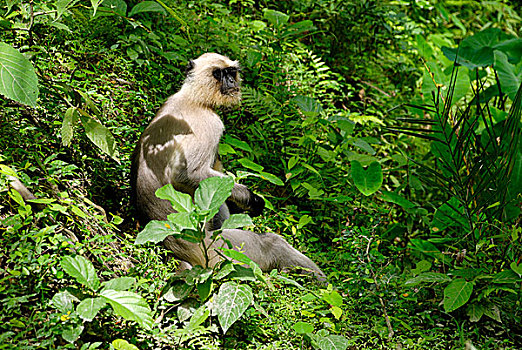 哈奴曼,叶猴,长尾叶猴,黑色,诞生,灰色,晒黑,褐色,成年,神圣,印度教,树林,区域,靠近,孟加拉,五月,2008年
