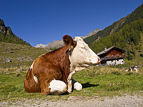 母牛,高山牧场,提洛尔,奥地利
