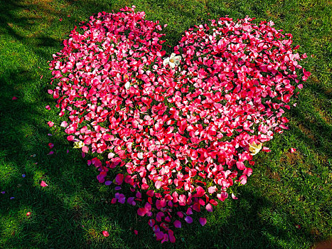 草坪上红色花瓣摆成的浪漫心形