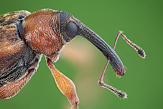 象鼻虫,微距