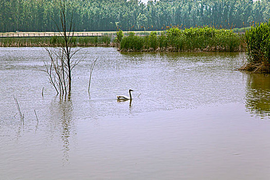一只白色天鹅在湖中游泳