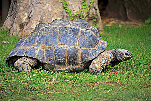 巨龟,成年,移动,塞舌尔,非洲