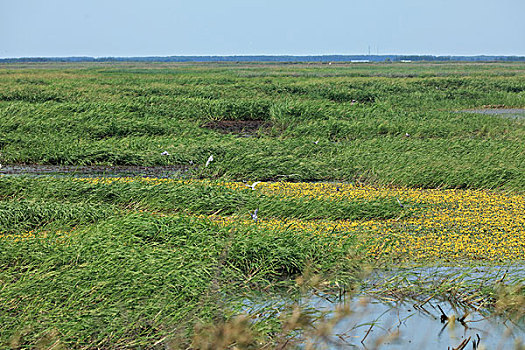 千鸟湖湿地