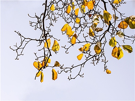 秋天的白玉兰树枝枯叶