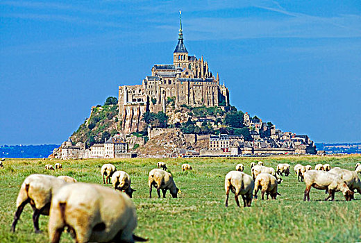绵羊,放牧,草,湿地,诺曼底,法国
