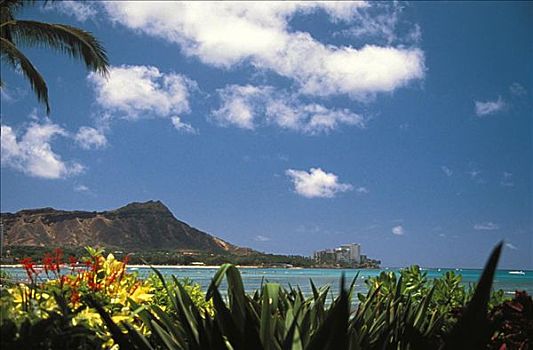 夏威夷,瓦胡岛,钻石海岬,怀基基海滩,棕榈树,热带,花,前景