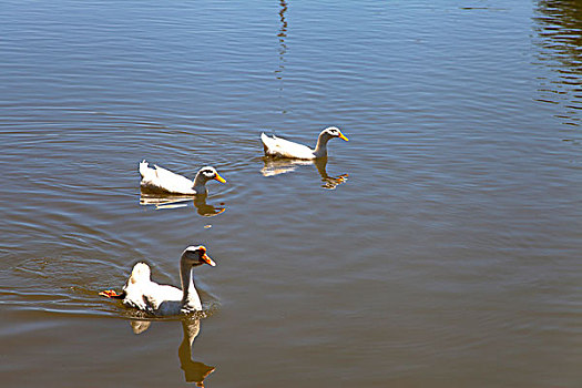 三只白色的鹅在湖中游泳