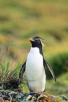 西部,凤冠企鹅,南跳岩企鹅,福克兰群岛,南美,亚南极