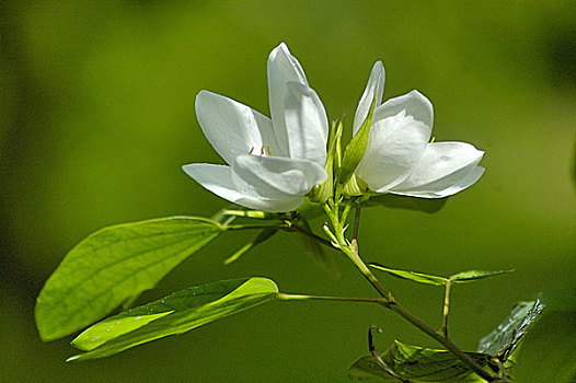 白色,矮小,兰花,达卡,孟加拉,七月,2007年