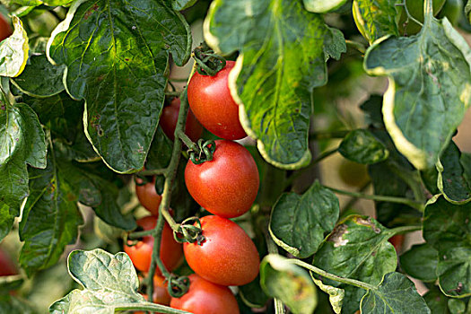 成熟,西红柿,温室