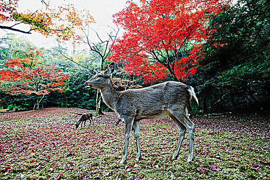 鹿,正面,树,红叶,宫岛,公园,日本