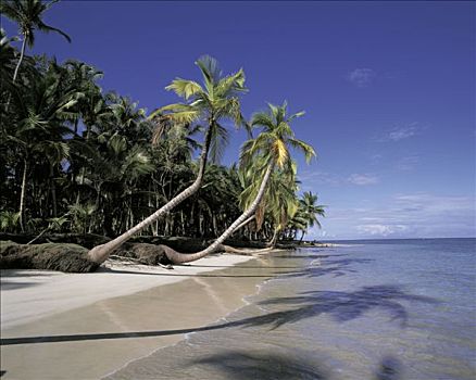 多米尼加共和国,萨玛纳,海滩,棕榈树