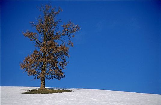 落叶树,第一,雪,上奥地利州,欧洲
