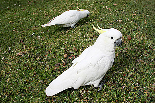 两个,美冠鹦鹉,悉尼,公园