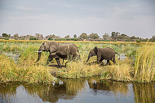 非洲象,幼兽,国家公园,区域,纳米比亚,非洲