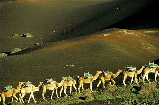 西班牙,加纳利群岛,兰索罗特岛,蒂玛法雅国家公园,单峰骆驼,一个,文件
