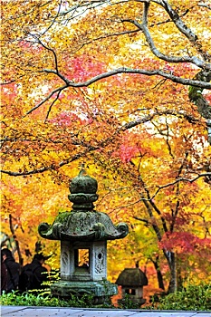 红枫,树,日式庭园