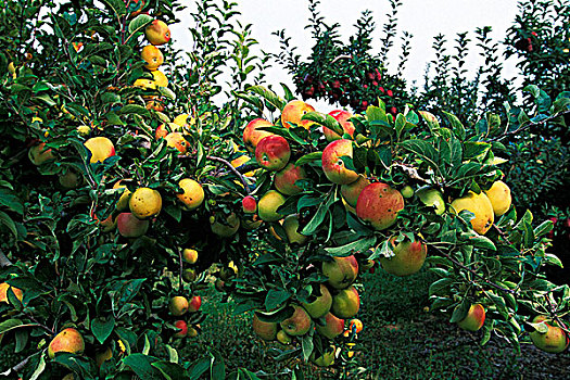 苹果,树上,奥克纳根谷,不列颠哥伦比亚省,加拿大