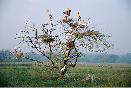 涂绘,鹳,树上,卡欧迪欧国家公园,印度