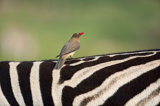 红嘴牛椋鸟,斑马,纳塔耳,南非