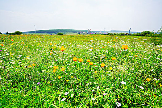 草原,牧场,绿草,旷野