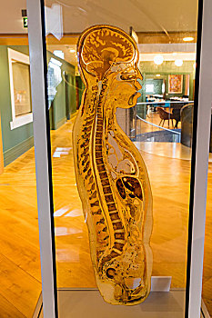 英格兰,伦敦,收集,读,房间,展示,侧面,身体,切片,人体组织,玻璃,2000年