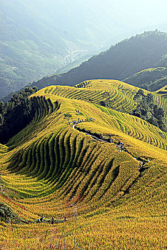 大美中国,桂林龙脊梯田,01