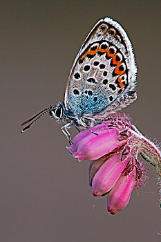 蓝色,蝴蝶,十字叶石南,欧石南,花,荷兰