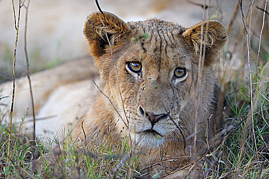 幼兽,雌狮,狮子,卧,高草,南卢安瓜国家公园,赞比亚,非洲