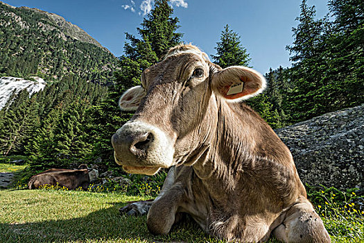 提洛尔,褐色,牛,母牛,牛角,反刍,山地牧场,山谷,奥地利,欧洲