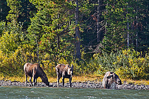 驼鹿,两个,幼兽,喂食,湖,冰川国家公园,蒙大拿