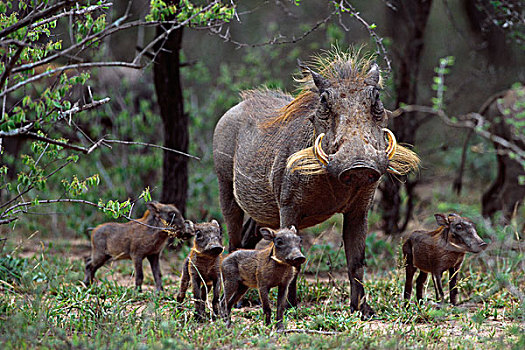 疣猪,女性,四个,小猪,禁猎区,南非