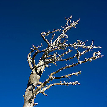 树,冬天,蓝色,天空