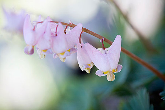 粉花