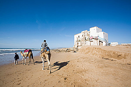 骆驼,海滩,苏维拉,摩洛哥
