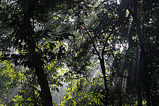 阳光,雨林,喀麦隆