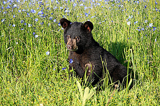 美洲黑熊,老,幼兽,坐,俘获,蒙大拿,美国