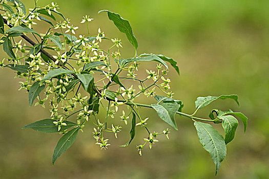 花,普通,纺锤,树